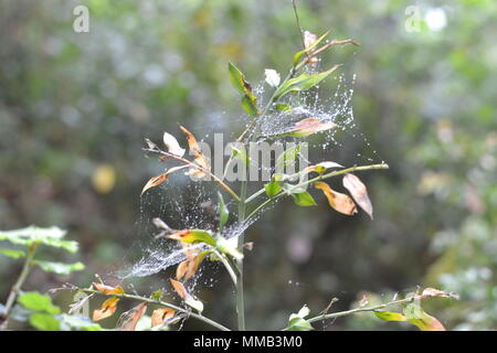 Spider web rain drops Plant Stock Photo