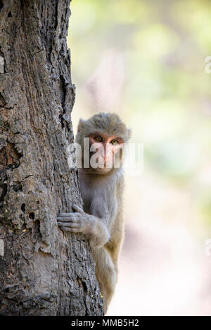 Adult wild Rhesus macaque, Macaca mulatta, climbing a tree, Bandhavgarh National Park, Madhya Pradesh, India Stock Photo