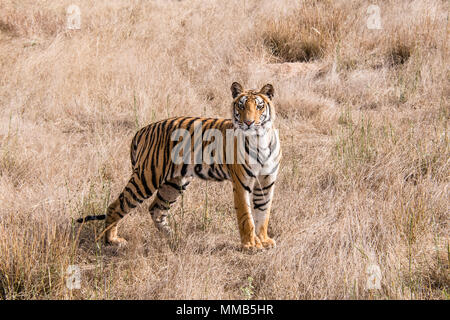 Two year old Bengal Tiger cub, Panthera tigris tigris, standing in dry grass Bandhavgarh Tiger Reserve, Madhya Pradesh, India Stock Photo