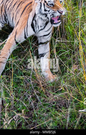 Wild Bengal Tiger, Panthera tigris tigris, snarling, Bandhavgarh Tiger Reserve, India Stock Photo