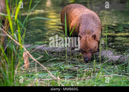 Bush dog (Speothos venaticus) canid native to Central and South America, drinking water from pond Stock Photo