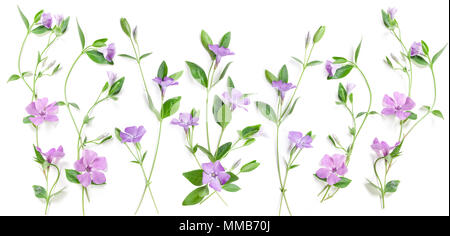 Periwinkle flowers isolated in white, top view. Valentine's background. Flowers pattern texture Stock Photo