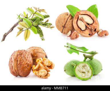 Walnuts collections isolated on white background Stock Photo