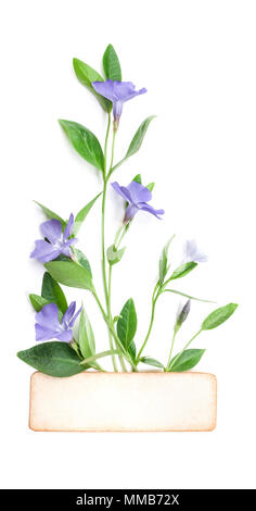 Spring flowers Periwinkle isolated in white, top view. Valentine's background. Flowers pattern texture Stock Photo