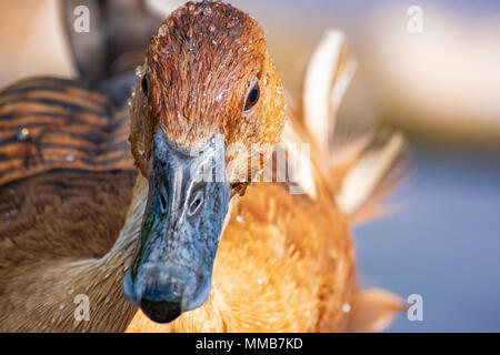 Fulvous Whistling Duck after a morning swim, stares down the camera lens Stock Photo