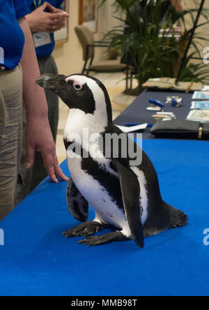 Crowds gather to see a penguin on display at a local office building by the National Aviary in Pittsburgh, Pennsylvania Stock Photo