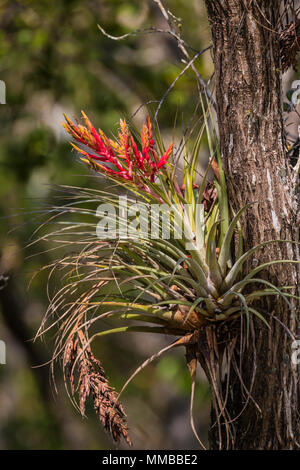 Giant Airplant, Tillandsia fasciculata, aka Cardinal Airplant, an epiphyte and bromeliad that absorbs water and nutrients through its leaves, in Everg Stock Photo