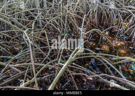 Tangles Prop Roots Red Mangrove tangles Stock Photo - Alamy