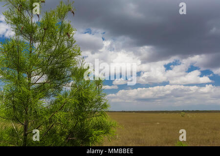 Baldcypress, Taxodium spp., trees in a dome in the middle of a sawgrass marsh in Everglades National Park, Florida, USA Stock Photo