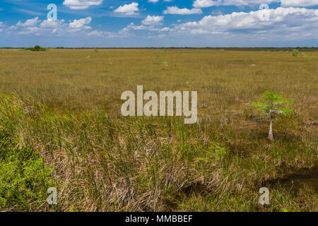 Baldcypress, Taxodium spp., trees in a dome in the middle of a sawgrass marsh in Everglades National Park, Florida, USA Stock Photo