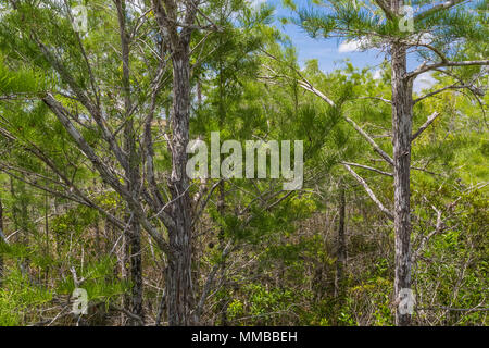 Baldcypress, Taxodium spp., trees in a dome in the middle of a sawgrass marsh in Everglades National Park, Florida, USA Stock Photo