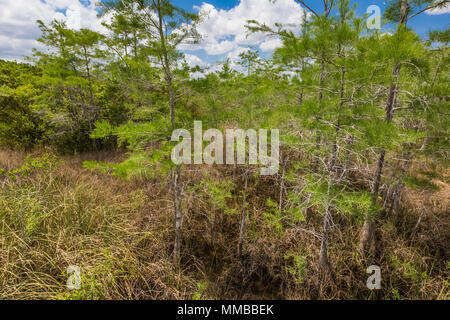 Baldcypress, Taxodium spp., trees in a dome in the middle of a sawgrass marsh in Everglades National Park, Florida, USA Stock Photo