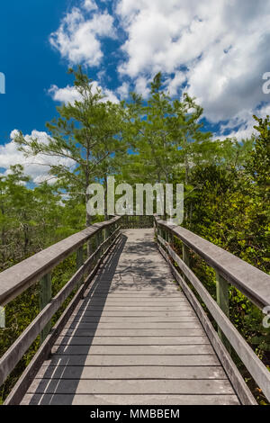 Baldcypress, Taxodium spp., trees in a dome in the middle of a sawgrass marsh in Everglades National Park, Florida, USA Stock Photo