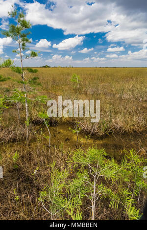 Baldcypress, Taxodium spp., trees in a dome in the middle of a sawgrass marsh in Everglades National Park, Florida, USA Stock Photo