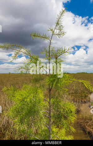 Baldcypress, Taxodium spp., trees in a dome in the middle of a sawgrass marsh in Everglades National Park, Florida, USA Stock Photo