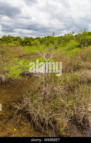 Baldcypress, Taxodium spp., trees in a dome in the middle of a sawgrass marsh in Everglades National Park, Florida, USA Stock Photo