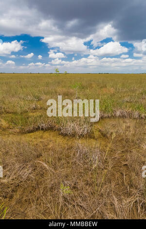 Baldcypress, Taxodium spp., trees in a dome in the middle of a sawgrass marsh in Everglades National Park, Florida, USA Stock Photo