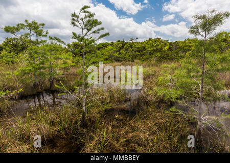 Baldcypress, Taxodium spp., trees in a dome in the middle of a sawgrass marsh in Everglades National Park, Florida, USA Stock Photo