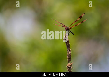 Halloween Pennant Dragonfly, Celithemis eponina, perched on a twig at the edge of a wetland in Everglades National Park, Florida, USA Stock Photo