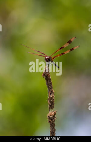Halloween Pennant Dragonfly, Celithemis eponina, perched on a twig at the edge of a wetland in Everglades National Park, Florida, USA Stock Photo