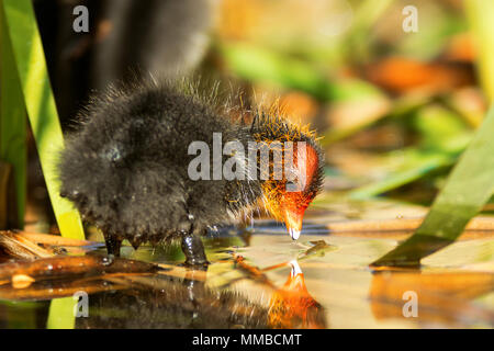 Freshly hatched chick of Fulica atra, eurasian coot looks at its reflection on the surface of the lake. Fulica atra, also known as a mu Stock Photo