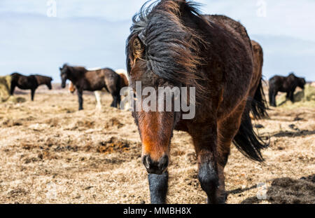 Icelandic horses in the wild Stock Photo