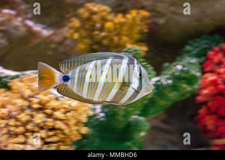 The desjardin sailfin tang - Zebrasoma desjardini - is also known as the desjardini sailfin or Indian Ocean sailfin tang Stock Photo