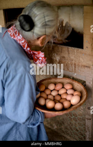Elderly woman with grey hair standing in a chicken house, holding basket, collecting fresh eggs. Stock Photo