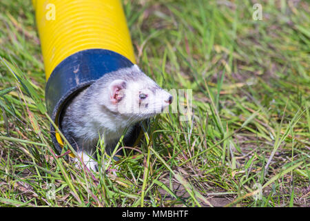 Ferret Racing at Hampshire Game & Country Fair, Netley Marsh, Hampshire UK in May - ferret in tube pipe Stock Photo