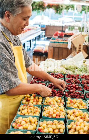 Man wearing apron standing at stall with punnets of fresh cherries at a fruit and vegetable market. Stock Photo