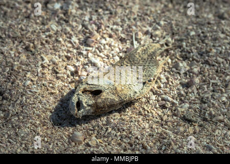 Rotten body of a dead fish lying in a ground covered with fishbones in Salton sea beach, California. Stock Photo