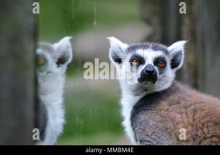 Ring tailed lemur with it's reflection Stock Photo