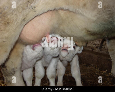Rare pedigree Charolais triplet calves suckling their mother on a farm on Tyneside, northern England. Stock Photo