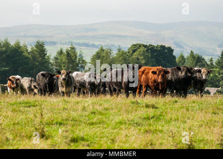 Traditional beef finishing cattle grazing in Cumbria. Stock Photo