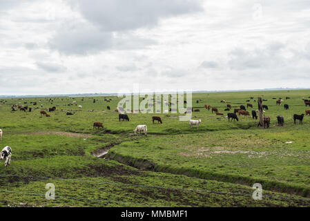Traditional beef finishing cattle grazing in the Solway Marshes in north Cumbria. Stock Photo