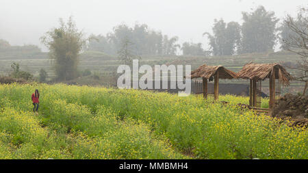 Sapa, Vietnam, rural landscape, misty weather,  a lone woman walking through farmland Stock Photo