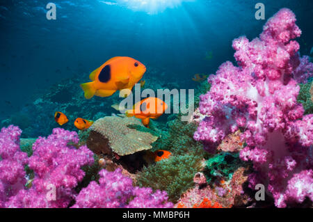 Red saddleback anemonefish (Amphiprion ephippium) swimming over coral reef with soft corals (Dendronephthya sp).  Andaman Sea, Thailand. Stock Photo