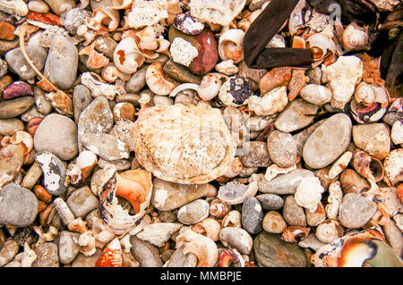 Seashells at Kruismens bay, South Africa Stock Photo