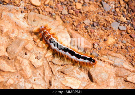 Cape lappet moth caterpillar, South Africa Stock Photo