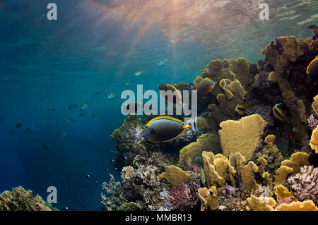 Orangespine surgeonfish [Naso elegans] over coral reef with sunset.  Egypt, Red Sea. Stock Photo