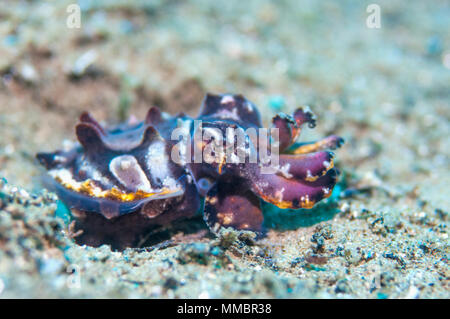 Pfeffer's flamboyant cuttlefish [Metasepia pferreri].  Ambon, Indonesia. Stock Photo