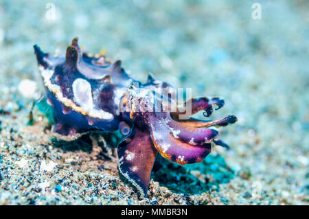 Pfeffer's flamboyant cuttlefish [Metasepia pferreri].  Ambon, Indonesia. Stock Photo