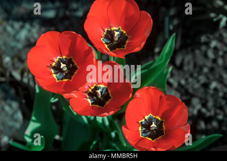 In the garden blooms a group of red tulips on a background of green foliage in the flowerbed. The view from the top. Stock Photo