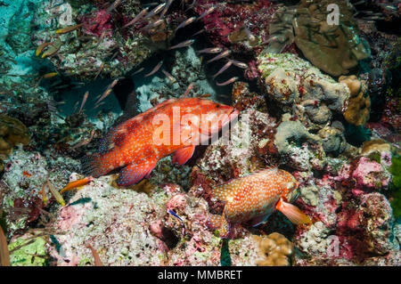 Coral hinds [Cephalopholus miniata] hunting on coral reef.  Thailand. Stock Photo