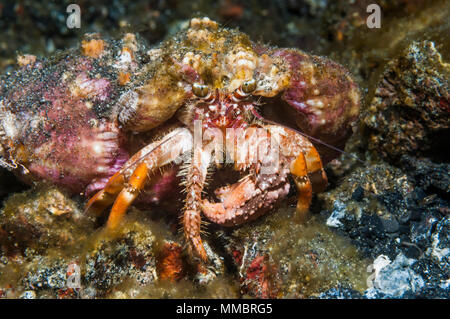Jeweled anemone hermit crab [Dardanus gemmatus].  Lembeh Strait, North Sulawesi, Indonesia. Stock Photo