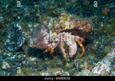 Jeweled anemone hermit crab [Dardanus gemmatus].  Lembeh Strait, North Sulawesi, Indonesia. Stock Photo