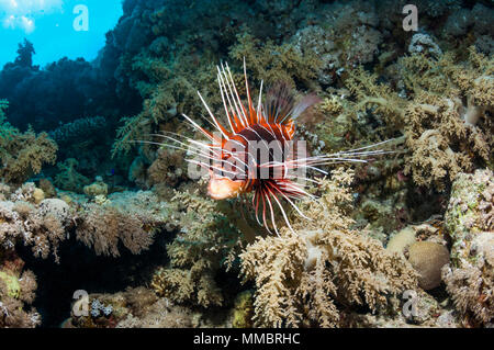 Clearfin lionfish [Pterois radiata].  Egypt, Red Sea. Stock Photo
