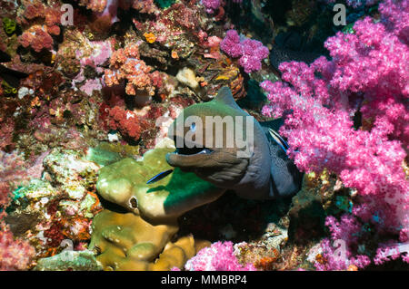 Giant moray (Gymnothorax javanicus) emerging from soft corals, being cleaned by Bluestreak cleaner wrasse. Andaman Sea, Thailand. Stock Photo