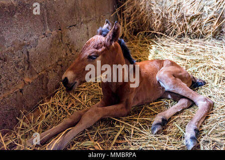 Young foal rests in stable Stock Photo