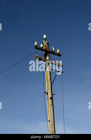 Old fashioned telegraph pole with ceramic insulators on a heritage railway. Stock Photo